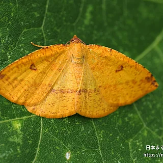 Heterolocha属の写真