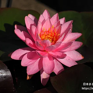 ペリーズファイヤーオパール（花）の写真