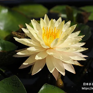 バンコクサンスパーク（花）の写真