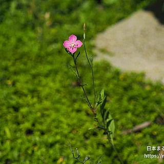 アカバナ科の写真