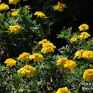 コウオウソウ（花）の写真