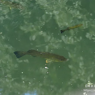 オオクチバスの写真