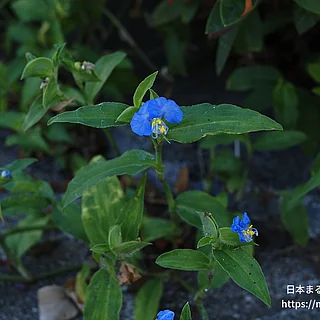 ツユクサ（花）の写真