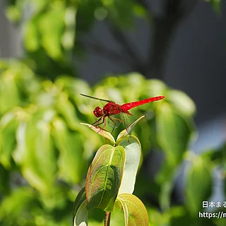 ショウジョウトンボ（成虫）の写真