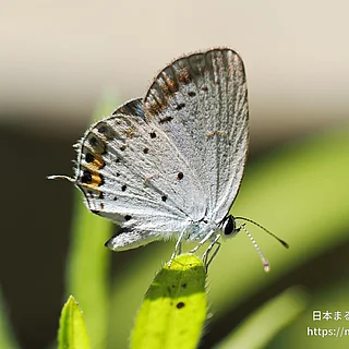 ツバメシジミ（成虫）の写真
