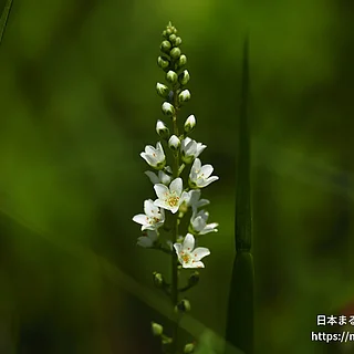 ヌマトラノオ（花）の写真