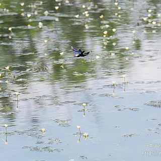 チョウトンボ（成虫）の写真