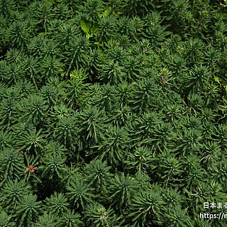 オオフサモの写真