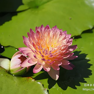 ハッサバディン（花）の写真