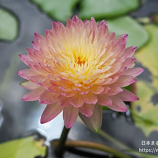 ハッサバディン（花）の写真