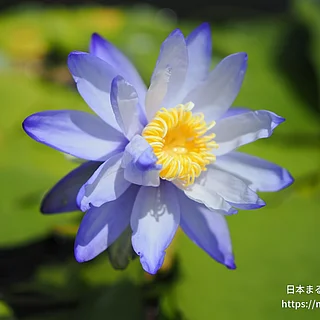 ブルーギガンティア（花）の写真