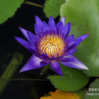 パラミー（花）の写真