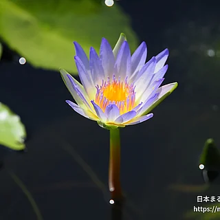 ダオファー（花）の写真