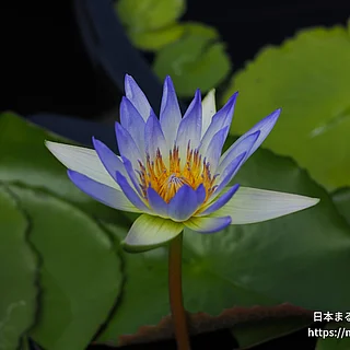 ダオファー（花）の写真