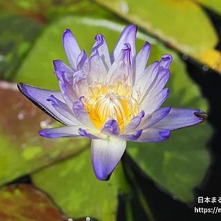 アンブロージャ（花）の写真