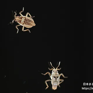 ホルバートケシカタビロアメンボ（成虫）の写真