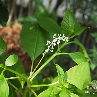 ヨウシュヤマゴボウ（花）の写真