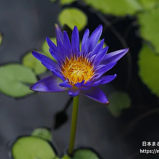 キングオブザブルーズ（花）の写真