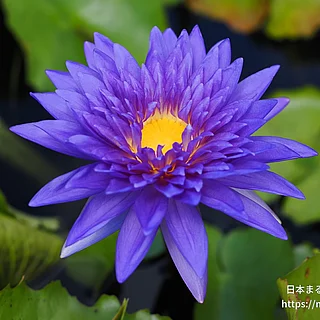 キングオブサイアム（花）の写真