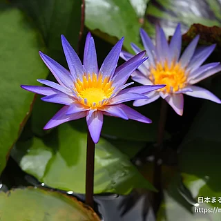ミロク（花）の写真