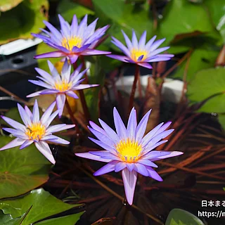 ミロク（花）の写真