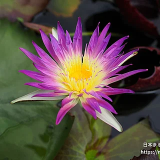 ピンクフラミンゴ（花）の写真