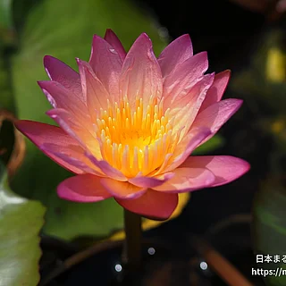 トロピックサンセット（花）の写真