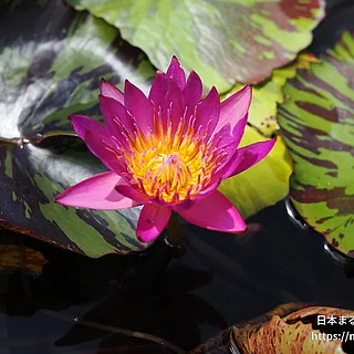 ドリスホルト（花）の写真