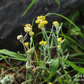 ハハコグサ（花）の写真