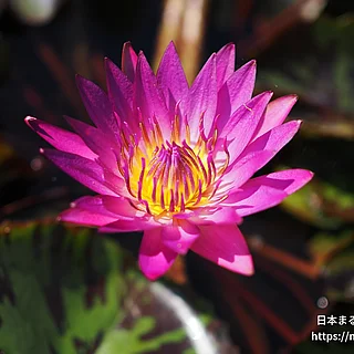 ドリスホルト（花）の写真