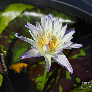 アンブロージャ（花）の写真