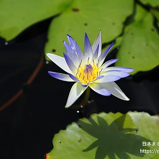 ダオファー（花）の写真