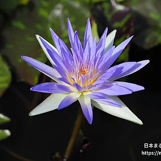 パープルレイン（花）の写真