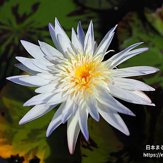 アバランチ（花）の写真