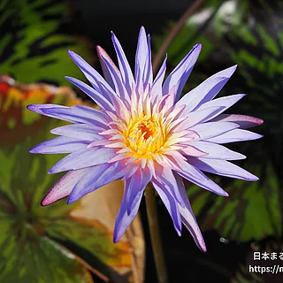 フォックスファイヤー（花）の写真