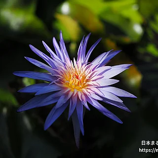 フォックスファイヤー（花）の写真