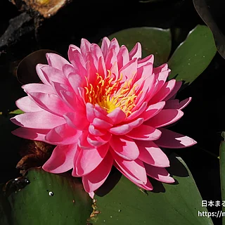 ウィモンラット（花）の写真