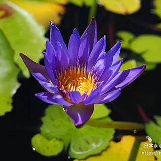 キングオブザブルーズ（花）の写真