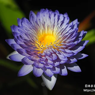 クワンアルン（花）の写真