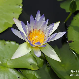 ダオファー（花）の写真