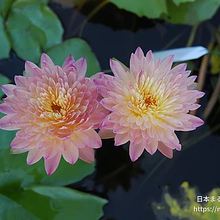 ハッサバディン（花）の写真