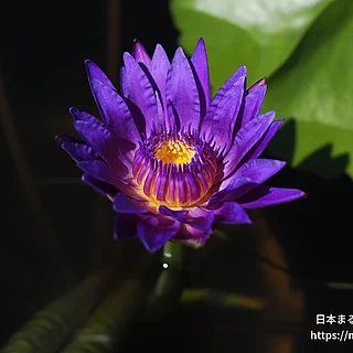 パラミー（花）の写真