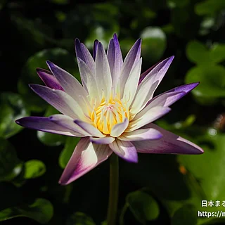 パープルジョイ（花）の写真
