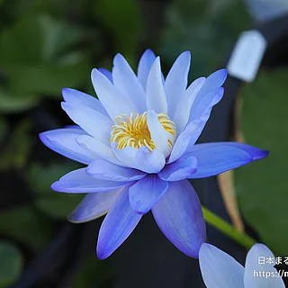 ブルーギガンティア（花）の写真