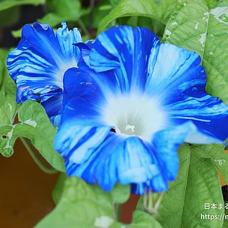 アサガオ（花）の写真