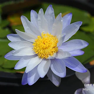 ブルーギガンティア（花）の写真