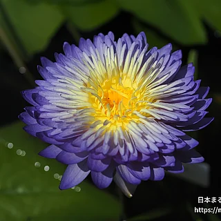 クワンアルンの写真