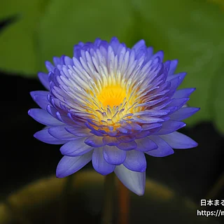 クワンアルンの写真