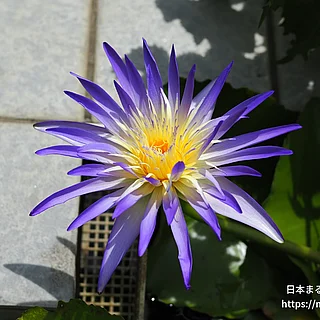 ゾルフォスターの写真