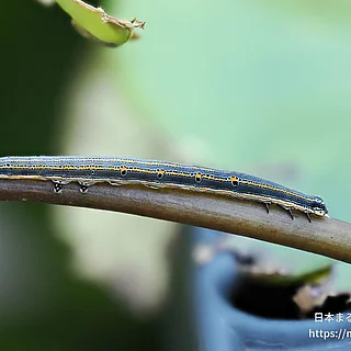 ナカグロクチバの写真